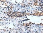 DEFB104A Polyclonal Antibody
