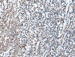 DEFB104A Antibody in Immunohistochemistry (Paraffin) (IHC (P))