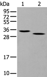 Granzyme D Polyclonal Antibody