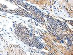 PTPRG Antibody in Immunohistochemistry (Paraffin) (IHC (P))