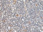 PTPRG Antibody in Immunohistochemistry (Paraffin) (IHC (P))