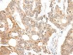 CASC5 Antibody in Immunohistochemistry (Paraffin) (IHC (P))
