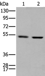 PTOV1 Antibody in Western Blot (WB)