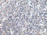 EMP1 Antibody in Immunohistochemistry (Paraffin) (IHC (P))