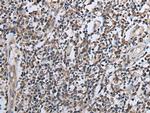 CXCL6 Antibody in Immunohistochemistry (Paraffin) (IHC (P))