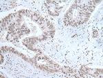 Orexin Polyclonal Antibody