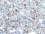 Orexin Antibody in Immunohistochemistry (Paraffin) (IHC (P))