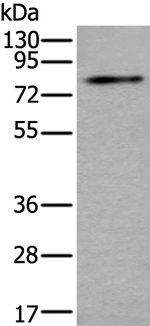 ZDHHC5 Antibody in Western Blot (WB)