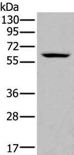 ZNF76 Antibody in Western Blot (WB)