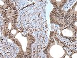 ZNF787 Antibody in Immunohistochemistry (Paraffin) (IHC (P))