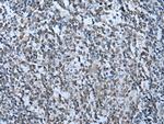 ZNHIT3 Antibody in Immunohistochemistry (Paraffin) (IHC (P))