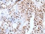 XAB2 Antibody in Immunohistochemistry (Paraffin) (IHC (P))