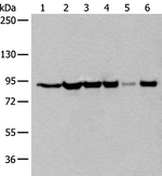 XAB2 Antibody in Western Blot (WB)