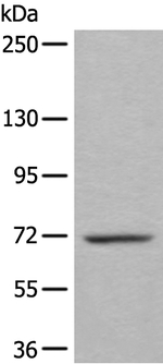 WEE1 Antibody in Western Blot (WB)