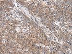 WNT9B Polyclonal Antibody