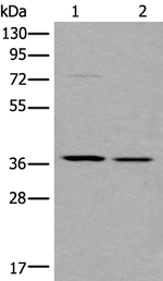 WNT9B Antibody in Western Blot (WB)