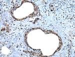 UBA52 Polyclonal Antibody