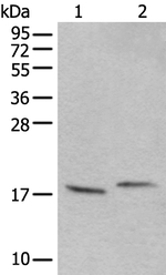 UBA52 Antibody in Western Blot (WB)