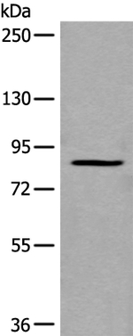 UNC5A Antibody in Western Blot (WB)