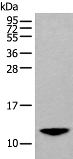 BAGE2 Polyclonal Antibody