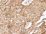 NO66 Polyclonal Antibody