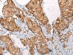 EMC7 Antibody in Immunohistochemistry (Paraffin) (IHC (P))