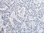 PPIG Polyclonal Antibody