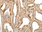 ZUFSP Antibody in Immunohistochemistry (Paraffin) (IHC (P))