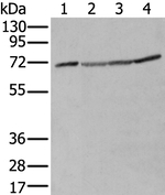 ZUFSP Antibody in Western Blot (WB)