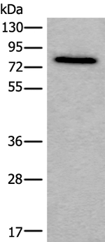 Zyxin Antibody in Western Blot (WB)