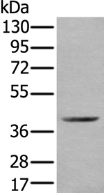 WDFY2 Antibody in Western Blot (WB)