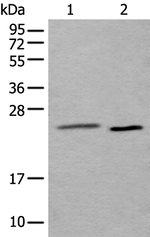 UBE2T Polyclonal Antibody