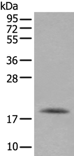 RAC2 Antibody in Western Blot (WB)