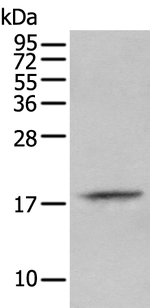PRH2 Antibody in Western Blot (WB)