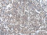 ARL5A Antibody in Immunohistochemistry (Paraffin) (IHC (P))