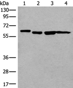 UTP18 Polyclonal Antibody