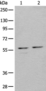 RMP Antibody in Western Blot (WB)