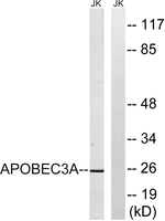APOBEC3A Polyclonal Antibody
