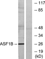 ASF1B Antibody in Western Blot (WB)
