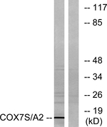 COX7A2 Antibody in Western Blot (WB)