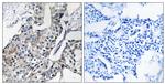 GBP4 Polyclonal Antibody