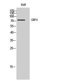 GBP4 Antibody in Western Blot (WB)
