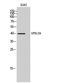 GPR139 Antibody in Western Blot (WB)