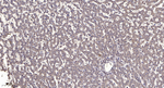 Kir3.1 (KCNJ3) Antibody in Immunohistochemistry (Paraffin) (IHC (P))