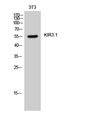 Kir3.1 (KCNJ3) Antibody in Western Blot (WB)