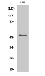 CHRM4 Antibody in Western Blot (WB)
