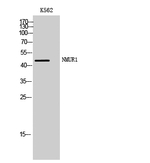 NMUR1 Antibody in Western Blot (WB)