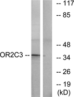 OR2C3 Polyclonal Antibody