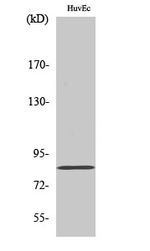 OLFML2B Antibody in Western Blot (WB)