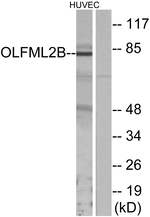 OLFML2B Antibody in Western Blot (WB)